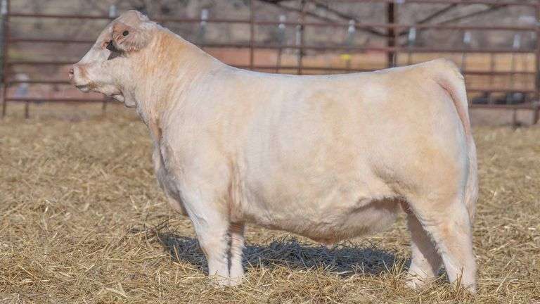 TAG 128 BULL