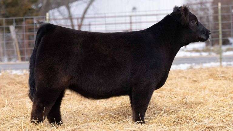 TAG 254 HEIFER