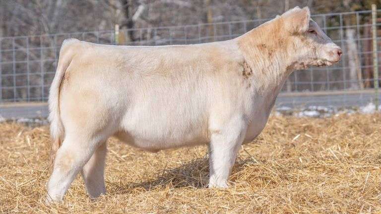 TAG 248 STEER
