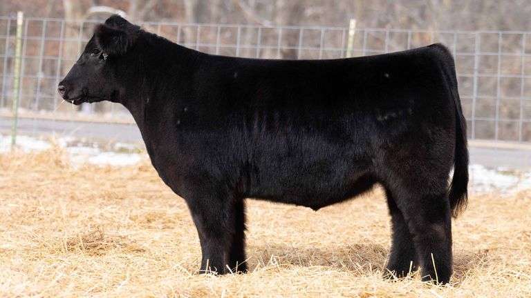 TAG 250 STEER