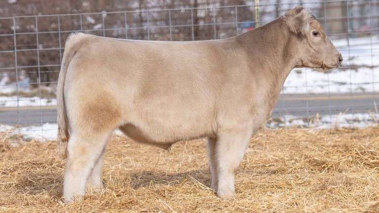 TAG 251 STEER