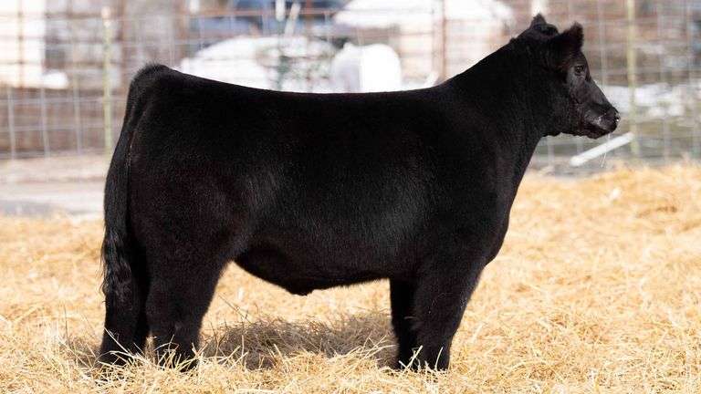 TAG 253 STEER