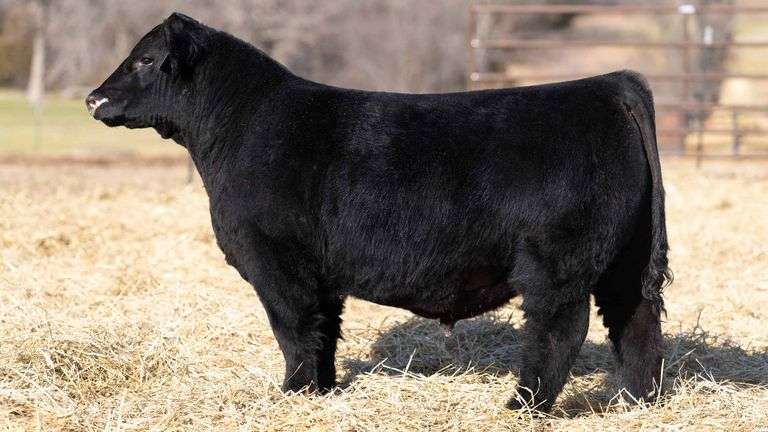 TAG 127 BULL
