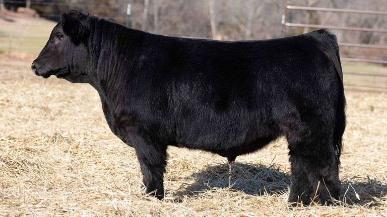 TAG 126 BULL