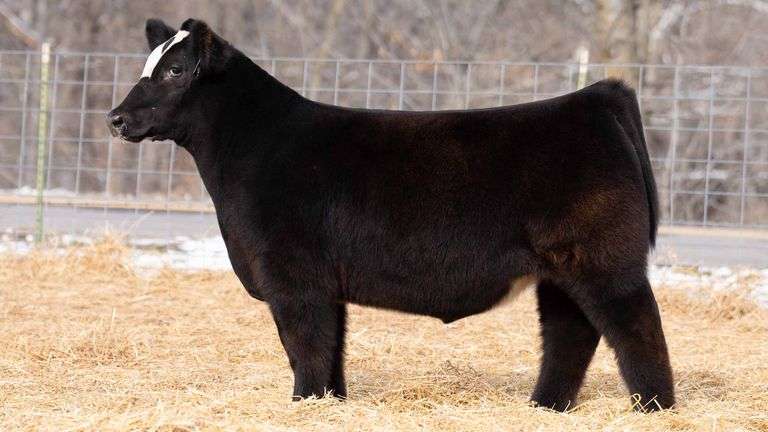 TAG 247 STEER