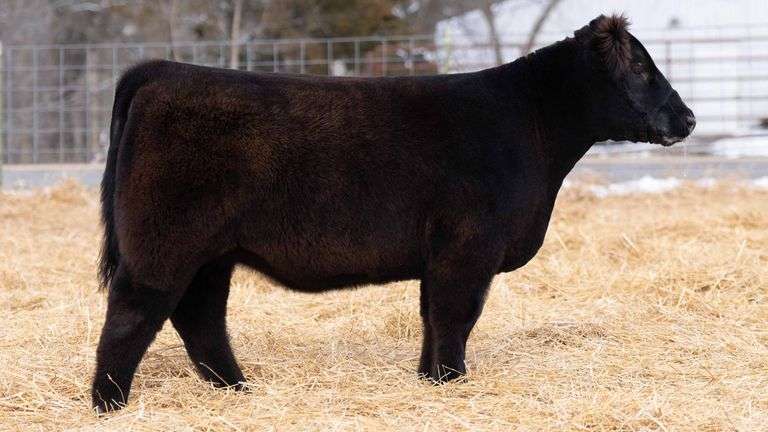 TAG 257 HEIFER