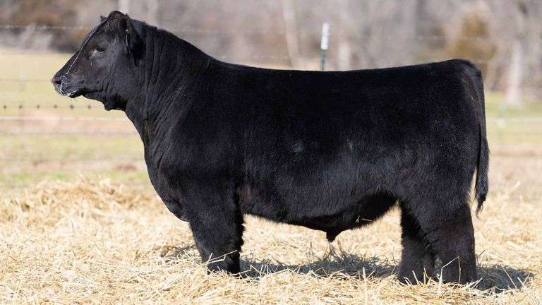 TAG 121 BULL
