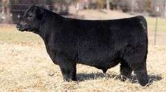TAG 120 BULL
