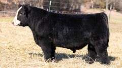 TAG 118 BULL