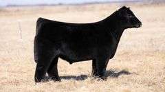 24 KARAT X ALLIE BULL