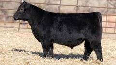 TAG 123 BULL