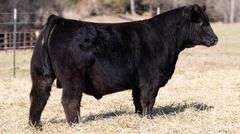 TAG 122 BULL