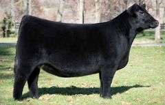 HGTA X ALLIE B EMBRYOS