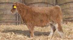 TAG 648 HEIFER
