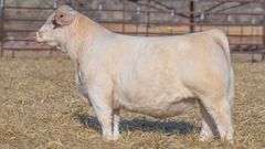 TAG 128 BULL