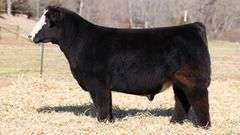 TAG 137 BULL