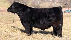 TAG 125 BULL