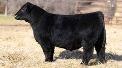 TAG 127 BULL