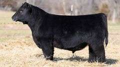 TAG 121 BULL