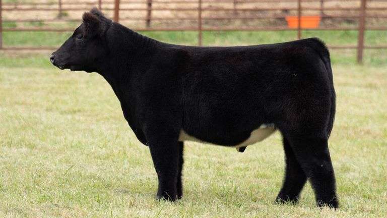 TAG 123 STEER