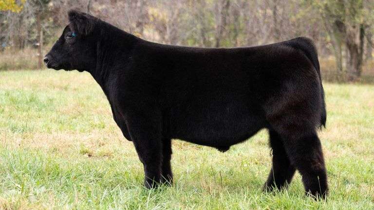 TAG 305 STEER