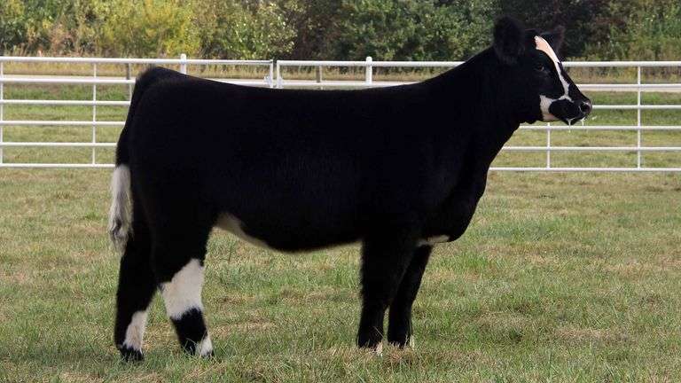 TAG 1807 HEIFER