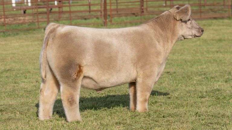 TAG 122 STEER
