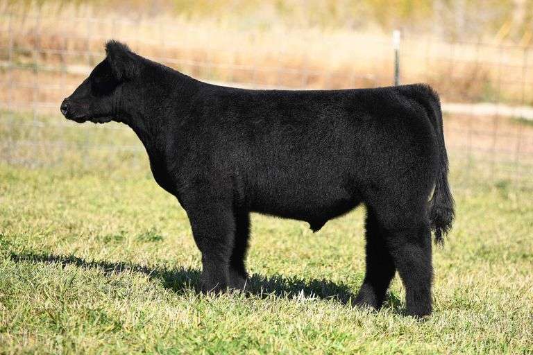 Tag 261 TAG 261 STEER - SteerBidder
