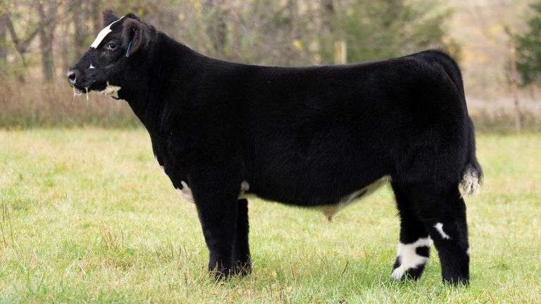 TAG 323 STEER