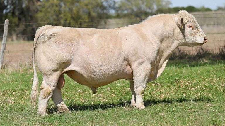 CULTURE SHOCK B SEMEN