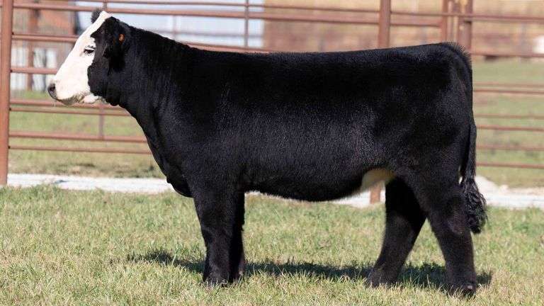 TAG 104 HIGH MAINE HEIFER