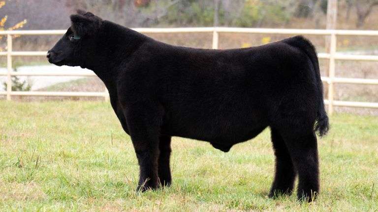 TAG 317 STEER
