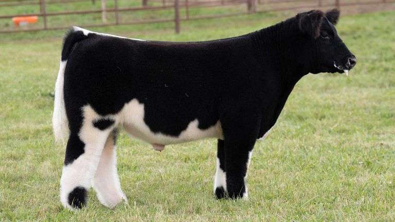 TAG 80 STEER