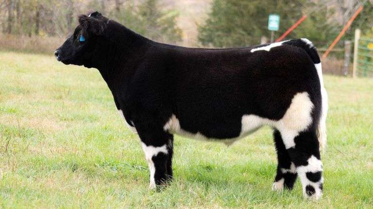 TAG 335 STEER