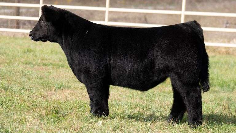 TAG 324 STEER