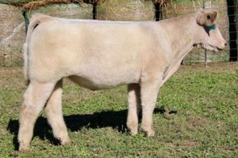 LET THERE BE LIGHT STEER