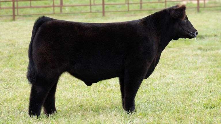 TAG 124 STEER