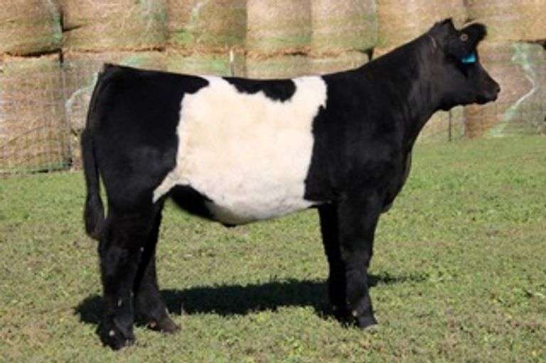 LONE STAR STEER