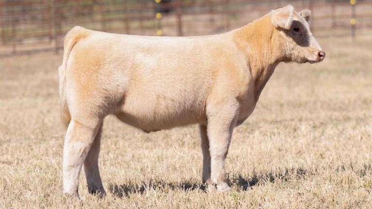 TAG 166 STEER