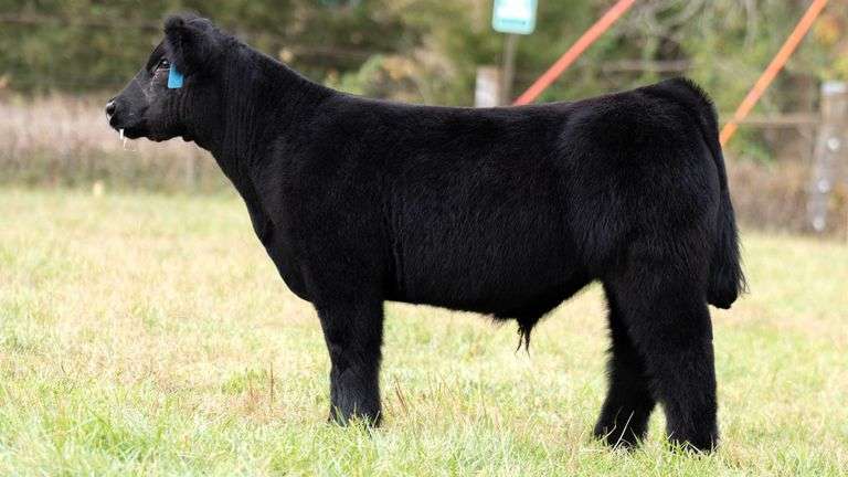 TAG 378 STEER