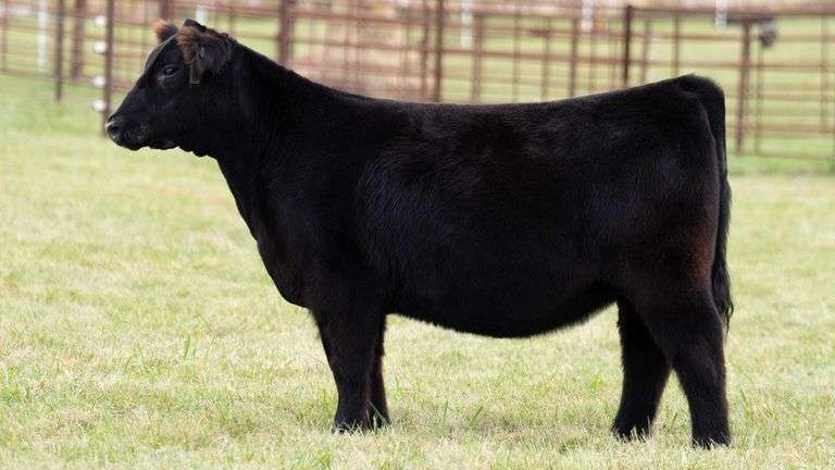 TAG 114 HEIFER