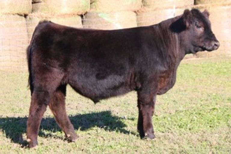 LOVER BOY STEER