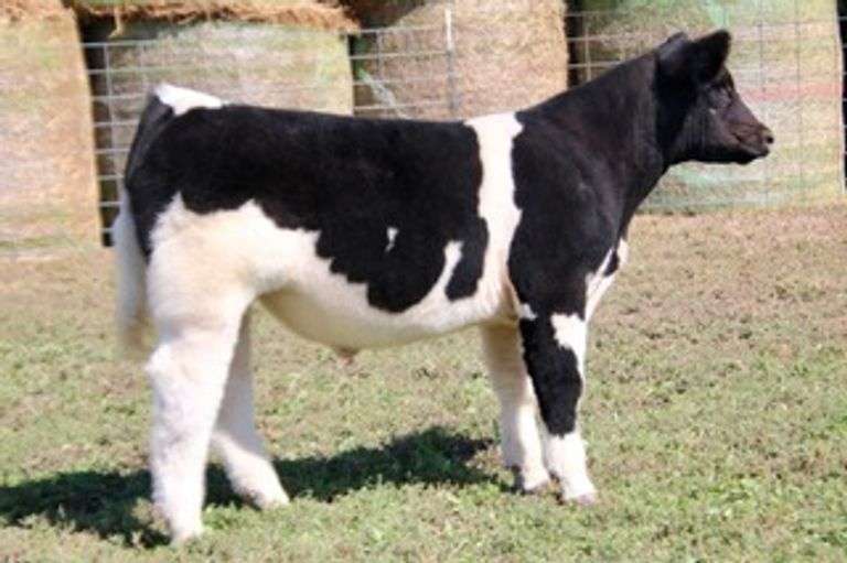 LOTTERY STEER
