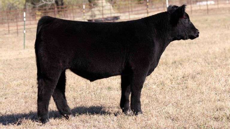 TAG 165 STEER