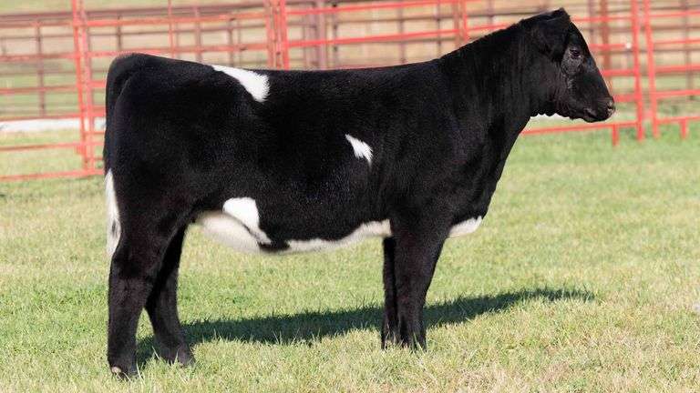 TAG 111 3/4 SHORTHORN PLUS / LOW CHI HEIFER