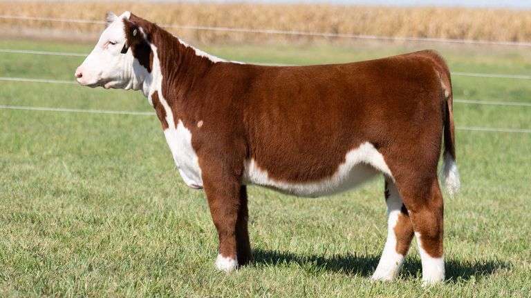 TAG 47 HEIFER