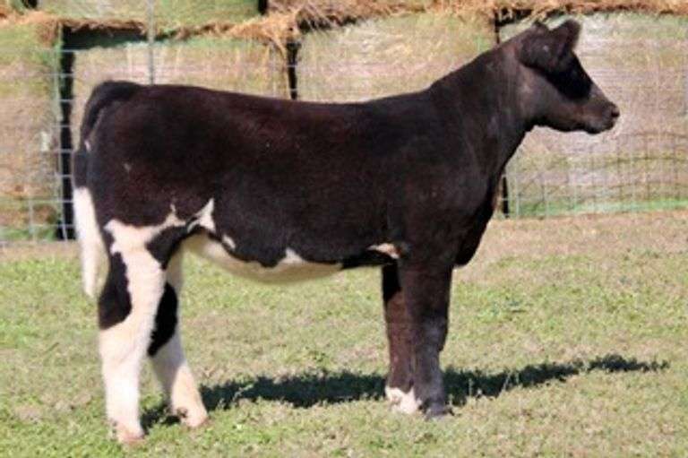 LEGACY HEIFER