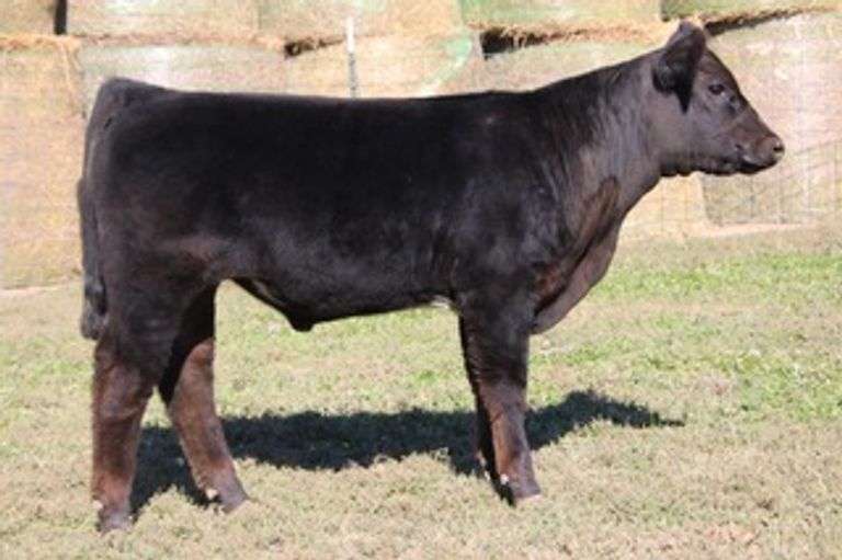 LIMIT NONE STEER