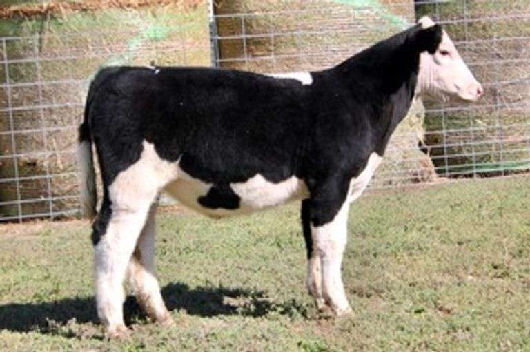 LOCKED & LOADED STEER