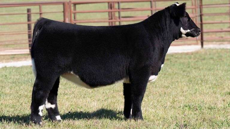 TAG 115 COMMERCIAL / MARKET HEIFER HEIFER